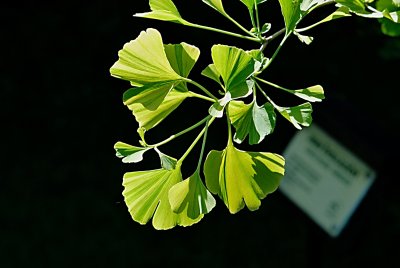 Ginkgo biloba 'Variegata' - jinan dvoulaločný - listy